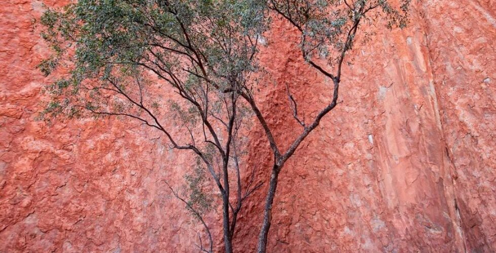 IMG_4780 Green Tree on Sandstone