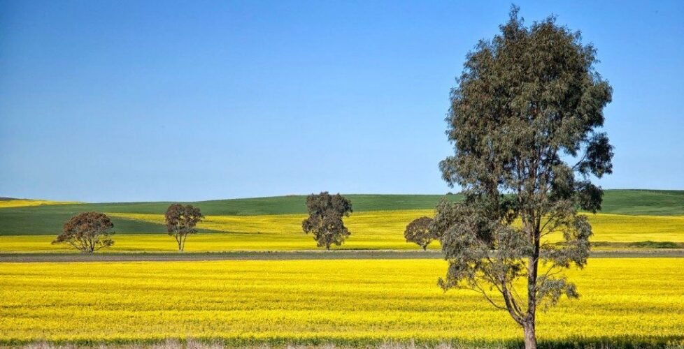 em IMG_5145 yellow fields and trees