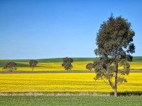 em IMG_5145 yellow fields and trees