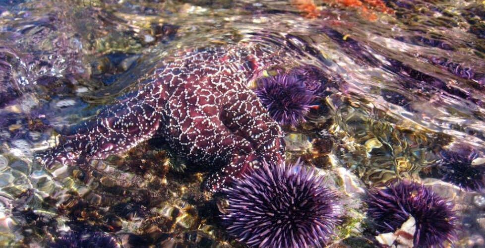 Two Starfish and runoff