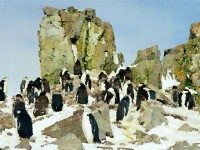 Chinstrap Penquins, Half Moon Island done CR, Antarctica 2004