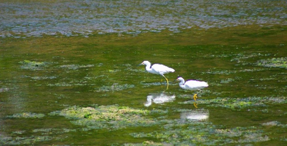 Elkhorn Slough birds CR done