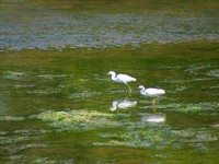 Elkhorn Slough birds CR done