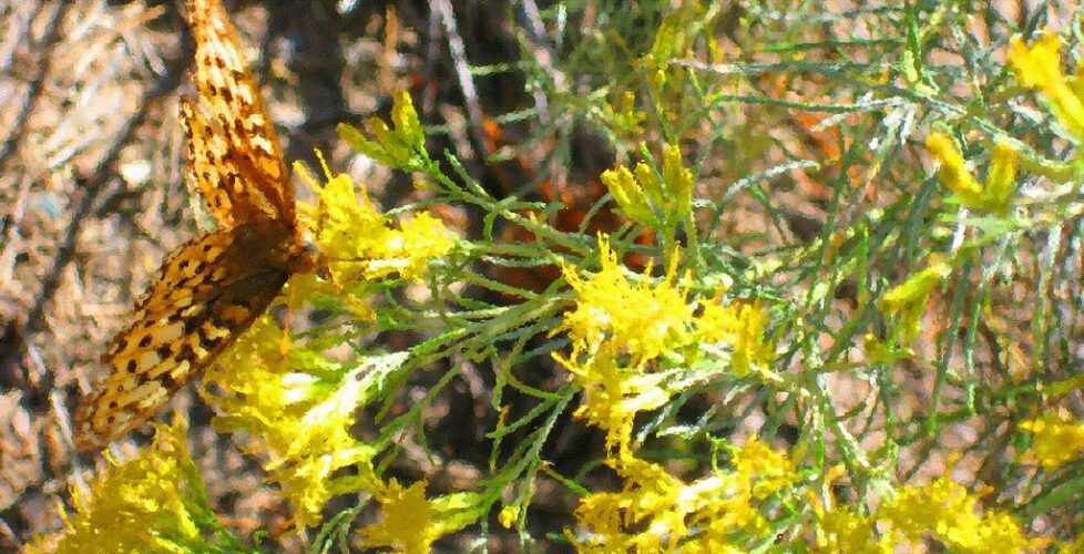 Yellowstone Yellowflowers and Butterfly done CR