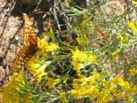 Yellowstone Yellowflowers and Butterfly done CR