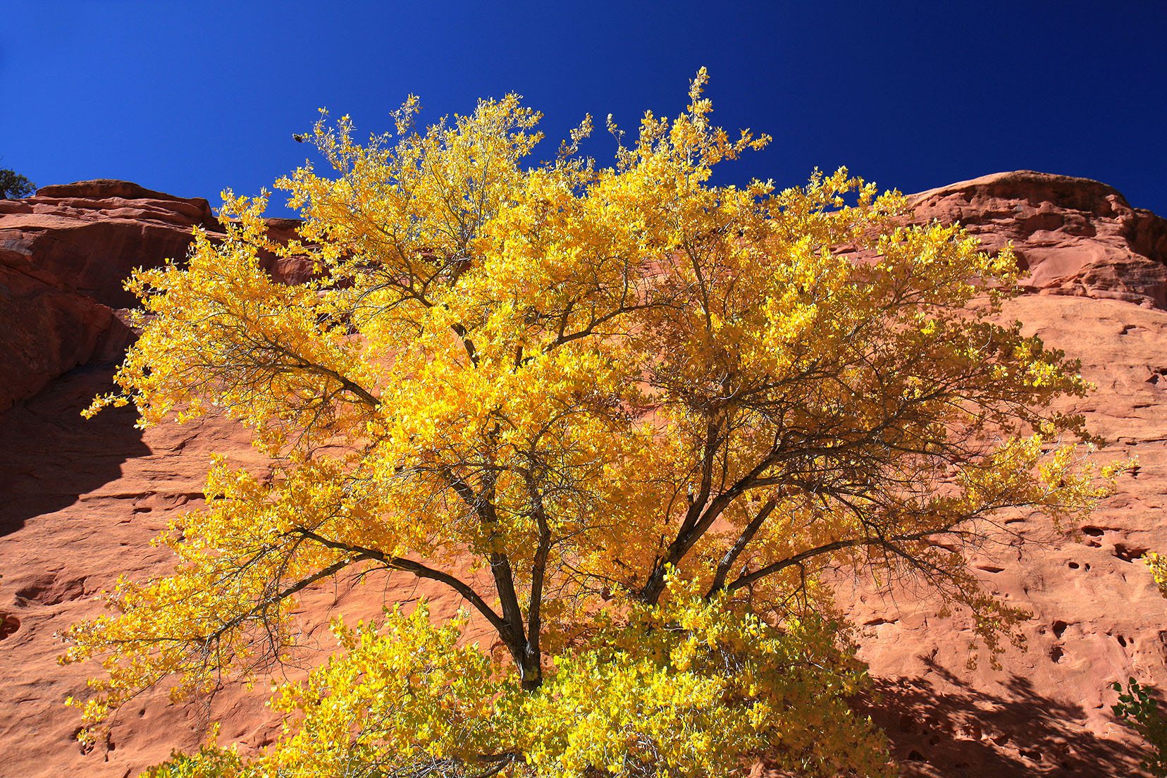 Utah Fall Colors