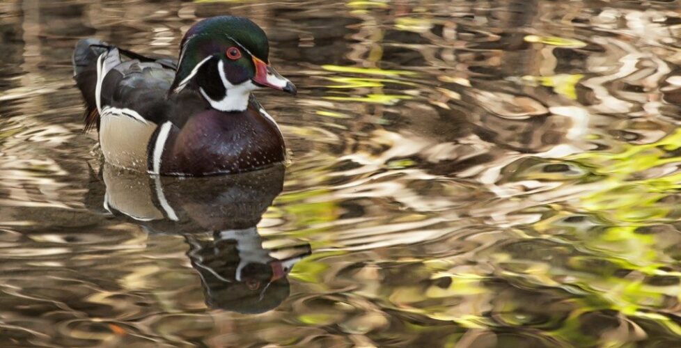 em Wood Duck in Anaheim