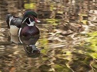 em Wood Duck in Anaheim