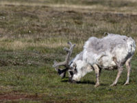 11-Raindeer in Barentsburg, Norway