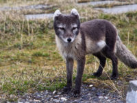12-Young Arctic Fox in Barentsberg,Svalbard