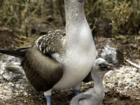 10-Ecuador and the Galapagos- Blue Boobies, North Seymour Island, Galapagos