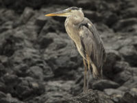 11-Ecuador and the Galapagos-Great Blue Heron, North Seymour Island, Galapagos