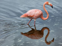 12-Ecuador and the Galapagos-Pink Famingo, Isabellla Island, Galapagos