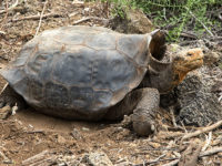 13-Ecuador and the Galapagos, Galapagos is Spanish for Saddle, Charles Dawrwin Research Statiion, Santa Cruz