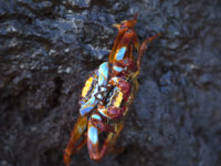 14-Ecuador and the Galapagos -Two Sally Lightfoot Crabs Mating, Bartholome Island, Galapagos