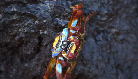 14-Ecuador and the Galapagos -Two Sally Lightfoot Crabs Mating, Bartholome Island, Galapagos