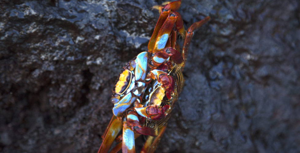 14-Ecuador and the Galapagos -Two Sally Lightfoot Crabs Mating, Bartholome Island, Galapagos