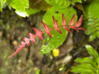 3-Ecuador and the Galapagos -Bellavista Cloud Forest Reserve on Equator, Ecuador