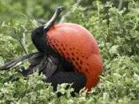 6-Ecuador and the Galapagos-Male Magnificent Frigate Bird, North Seymour Island, Galapagos