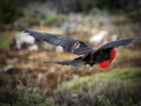 7-Ecuador and the Galapagos- Magnificant Male Fritgate Bird