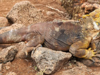 9-Ecuador and the Galapagos-Land Iguana, Santa Cruz Island, Galapagos