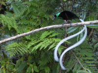 1- Ribbon-tailed Astrapia-Bird of Paradise, Papua New Guinea