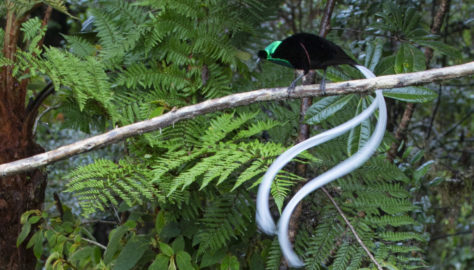 1- Ribbon-tailed Astrapia-Bird of Paradise, Papua New Guinea