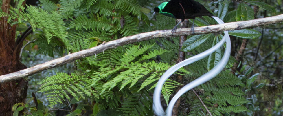 1- Ribbon-tailed Astrapia-Bird of Paradise, Papua New Guinea