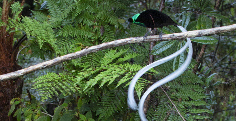 1- Ribbon-tailed Astrapia-Bird of Paradise, Papua New Guinea