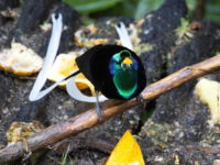 2-Ribbon-tailed Astrapia-Bird of Paradise