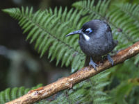 3-Bird in the Highlands of Papau New Guinea