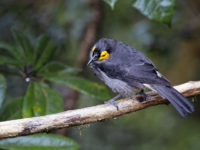 4- Bird of Papua New Guinea